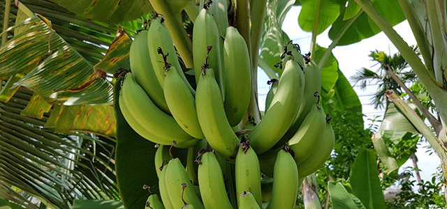 Where do bananas grow?